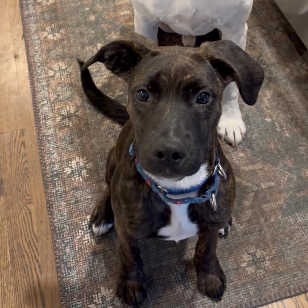 Enlarge Polly, a Adoptable mixed breed in Hopkinton, MA image 2/6