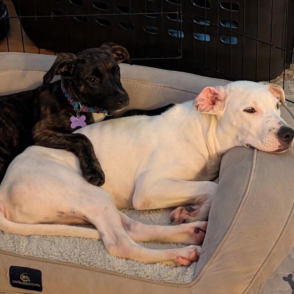 Enlarge Polly, a Adoptable mixed breed in Hopkinton, MA image 3/6