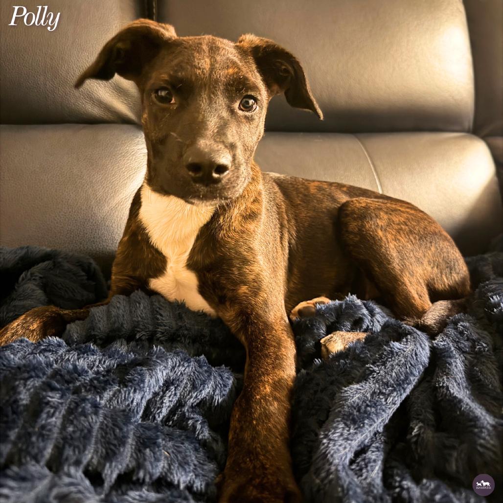 Enlarge Polly, a Adoptable mixed breed in Hopkinton, MA image 4/6