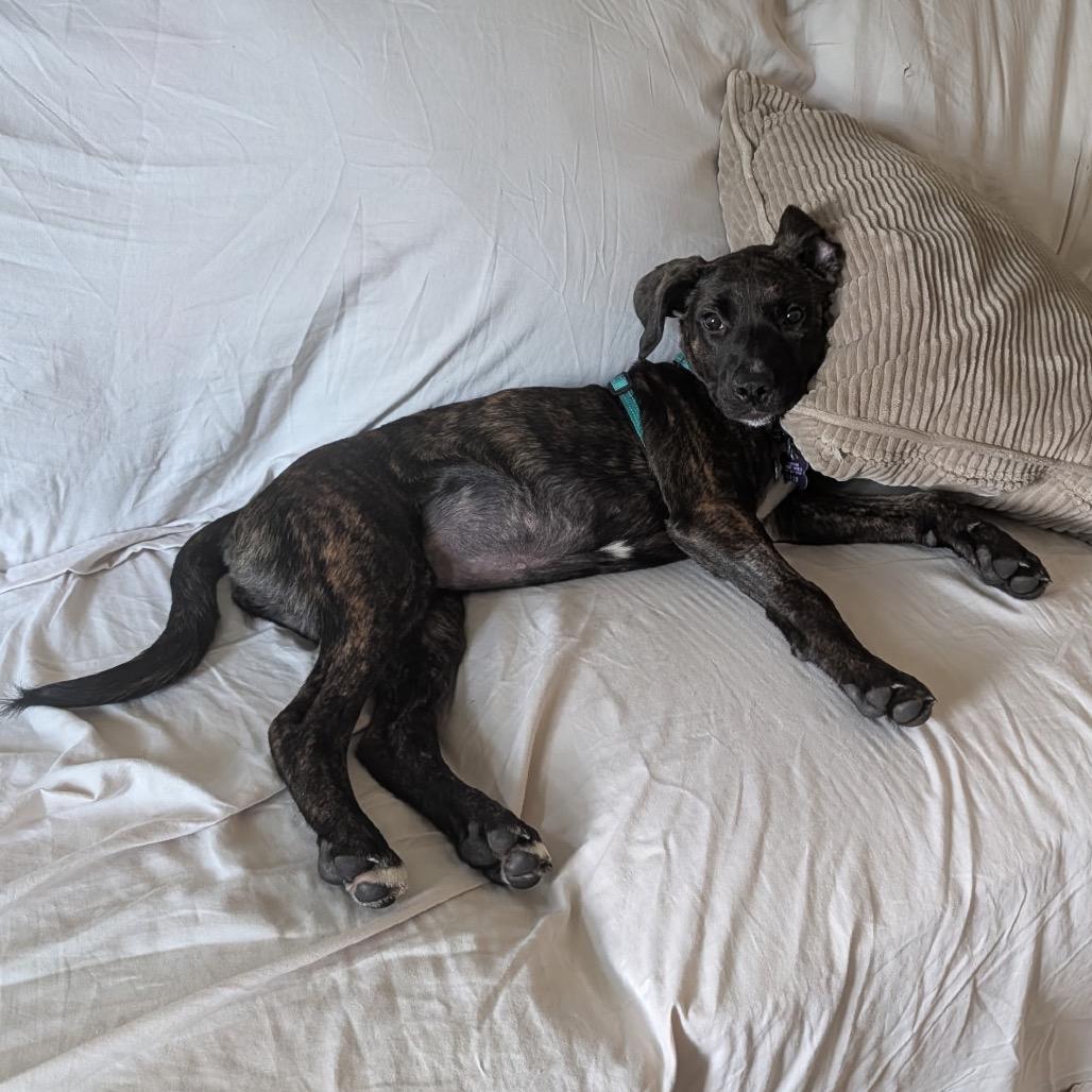 Enlarge Polly, a Adoptable mixed breed in Hopkinton, MA image 5/6