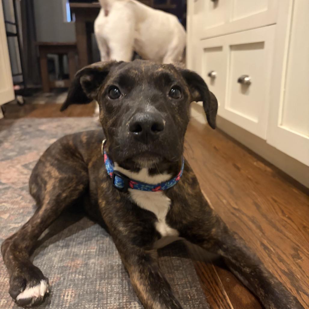 Enlarge Polly, a Adoptable mixed breed in Hopkinton, MA image 6/6