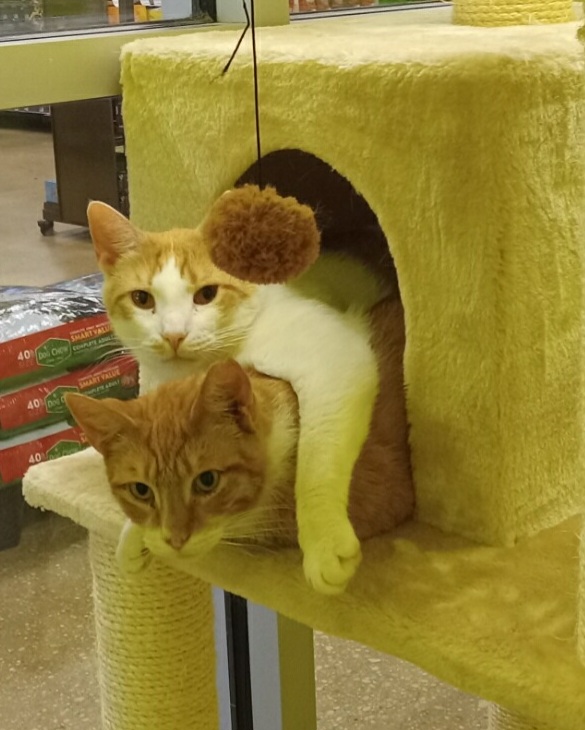 Cat for adoption Goose and Maverick, a Domestic Short Hair in Old