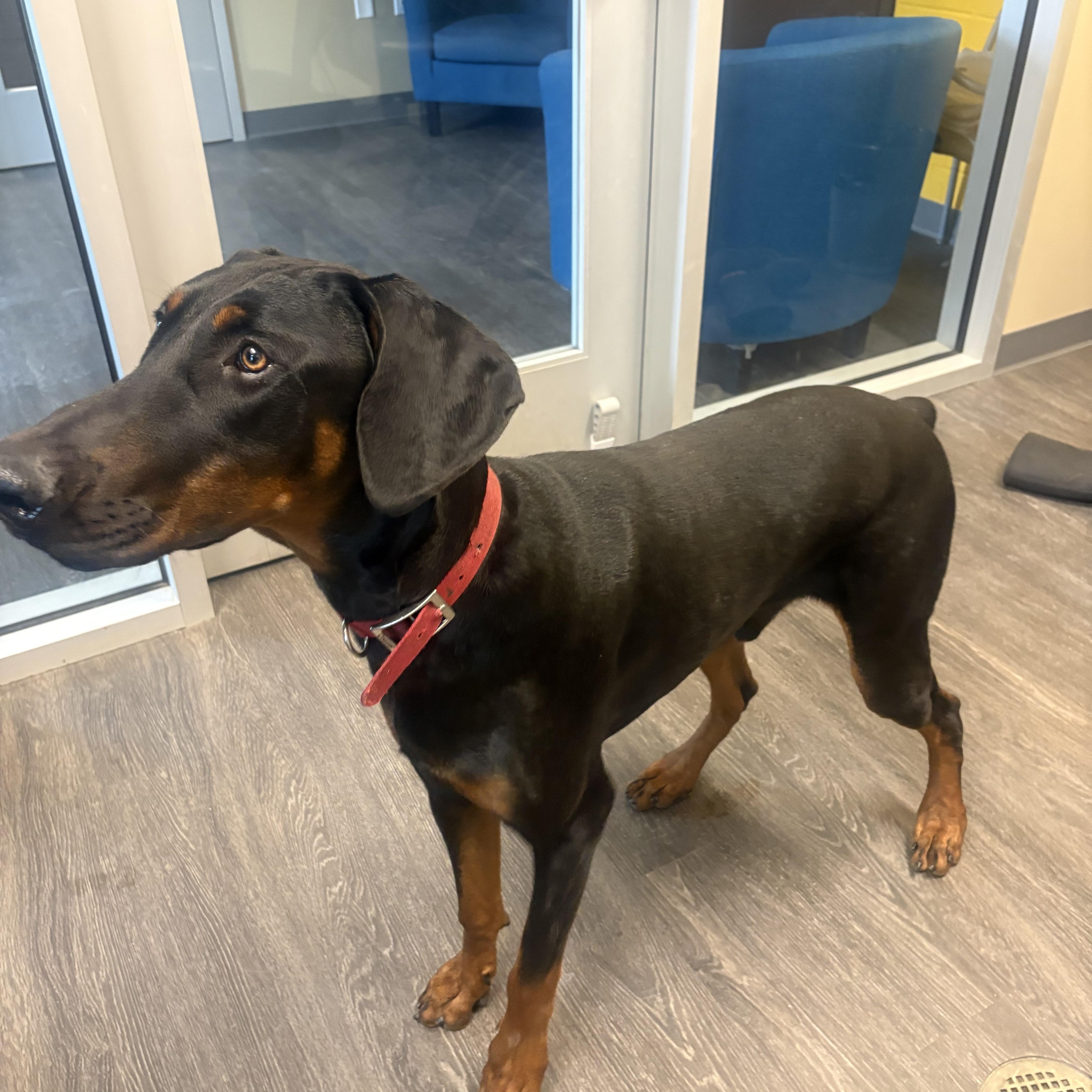Enlarge Meatball, an adopted Doberman Pinscher in Webster, TX image 2/3