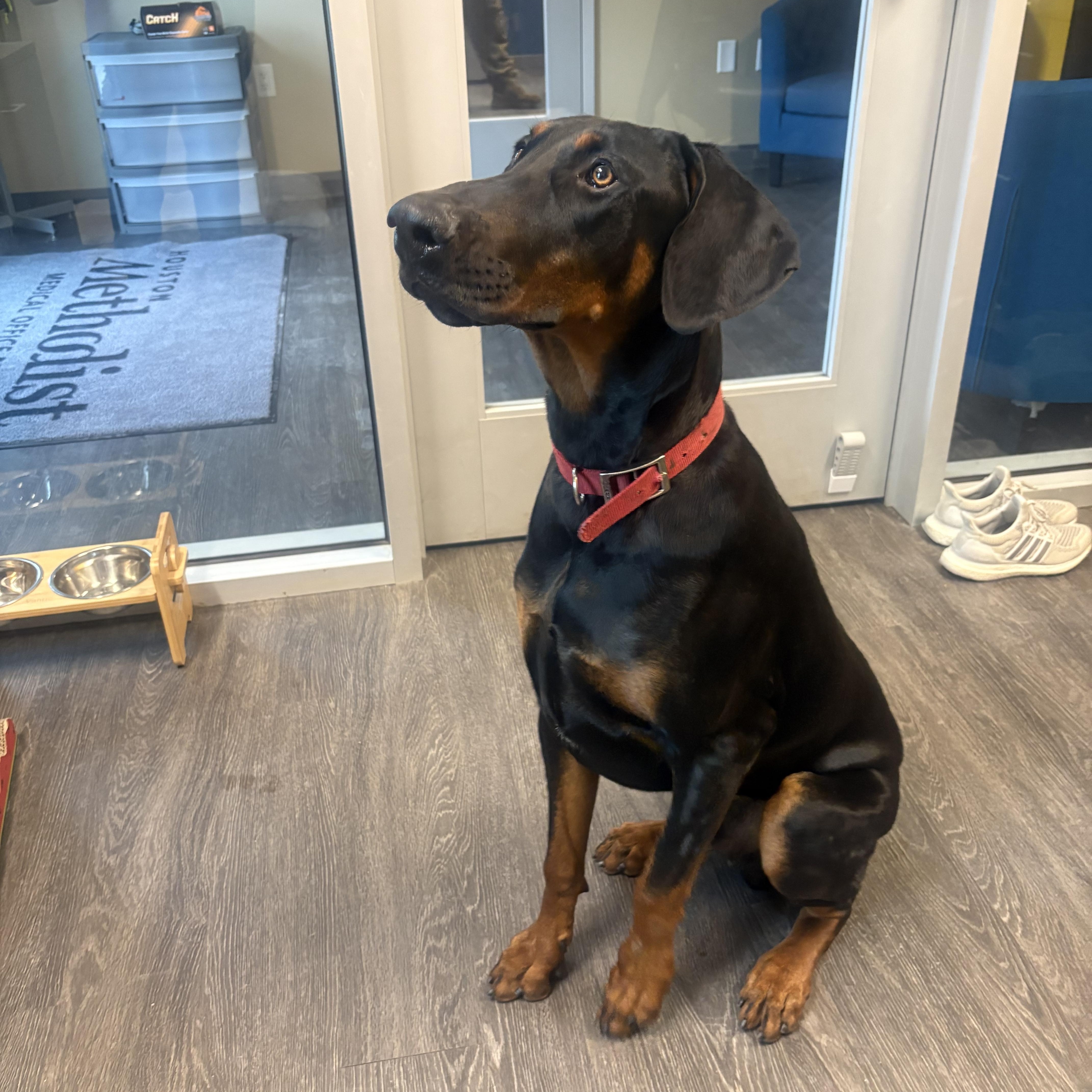 Enlarge Meatball, an adopted Doberman Pinscher in Webster, TX image 3/3