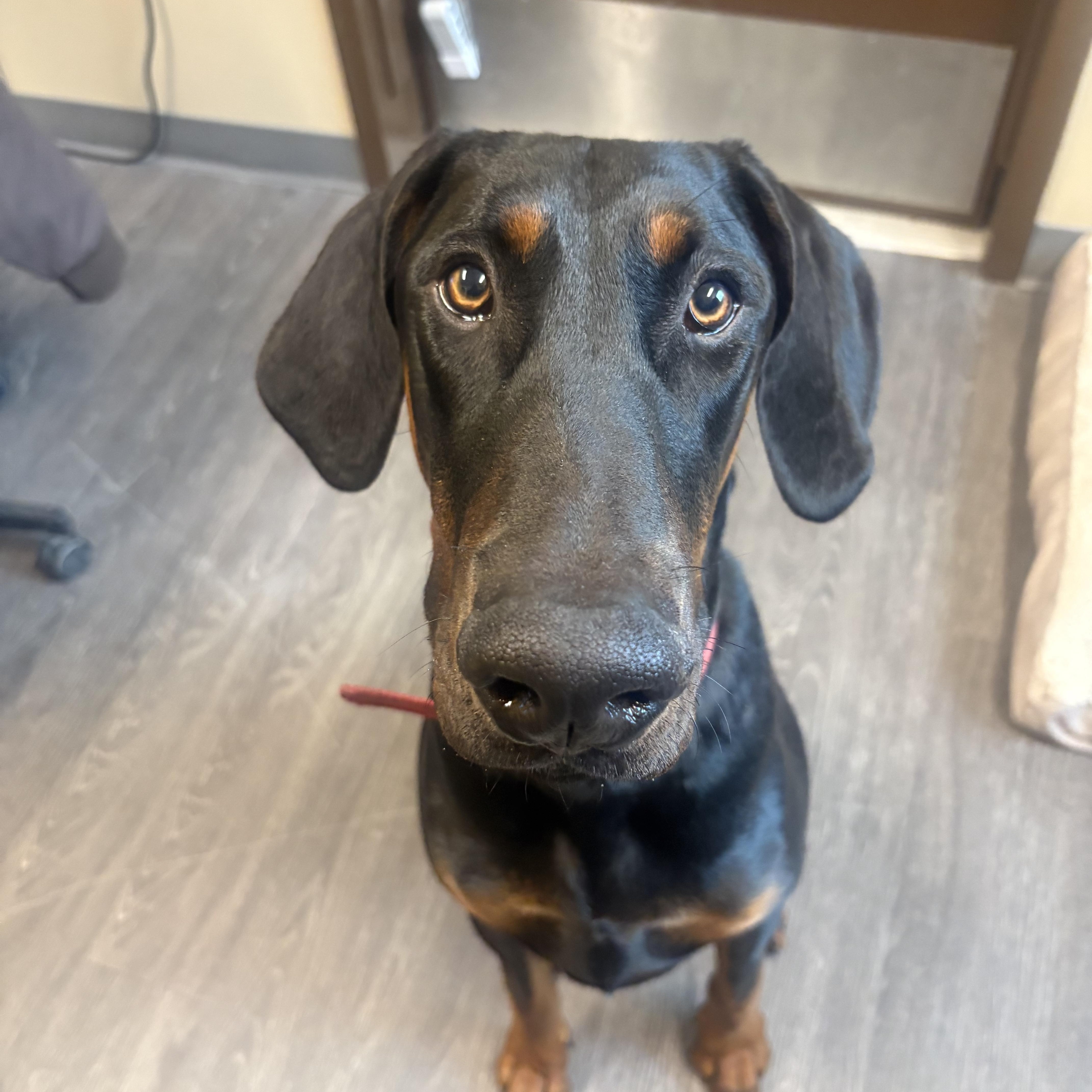 Meatball, adopted, Young Male Doberman Pinscher.