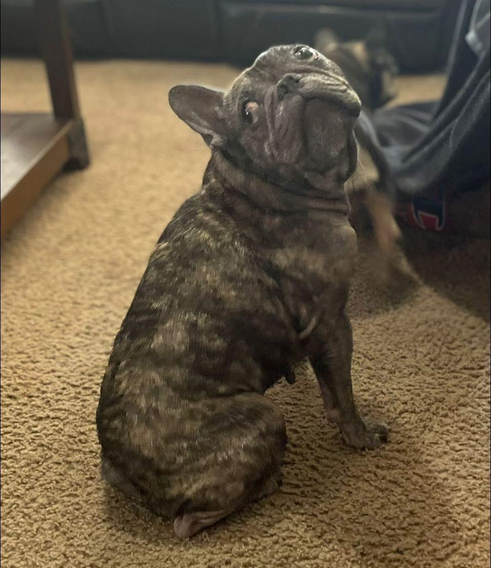 Eli, ADOPTABLE, Adult Male French Bulldog.