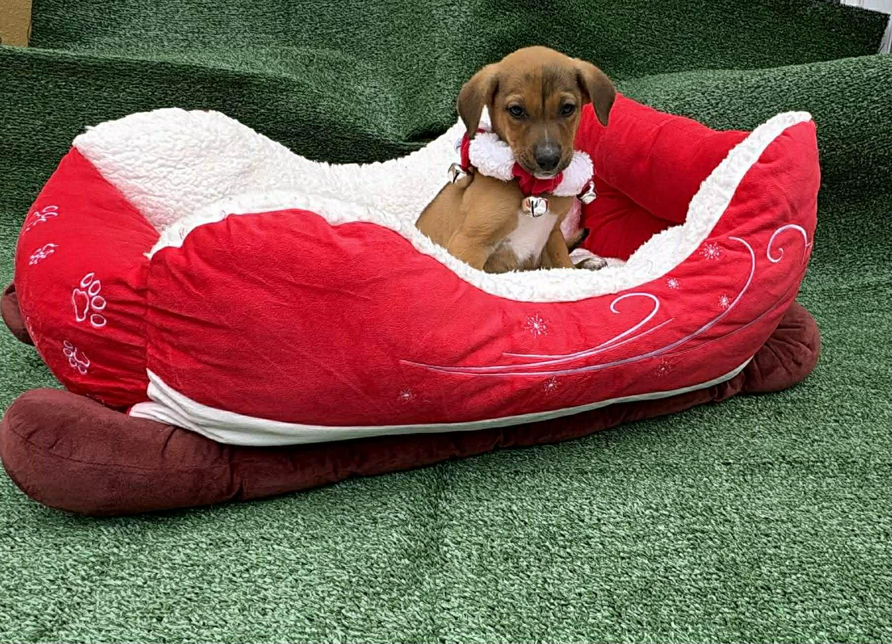 Tyson, a ADOPTABLE mixed breed in Annandale, VA image 2/3