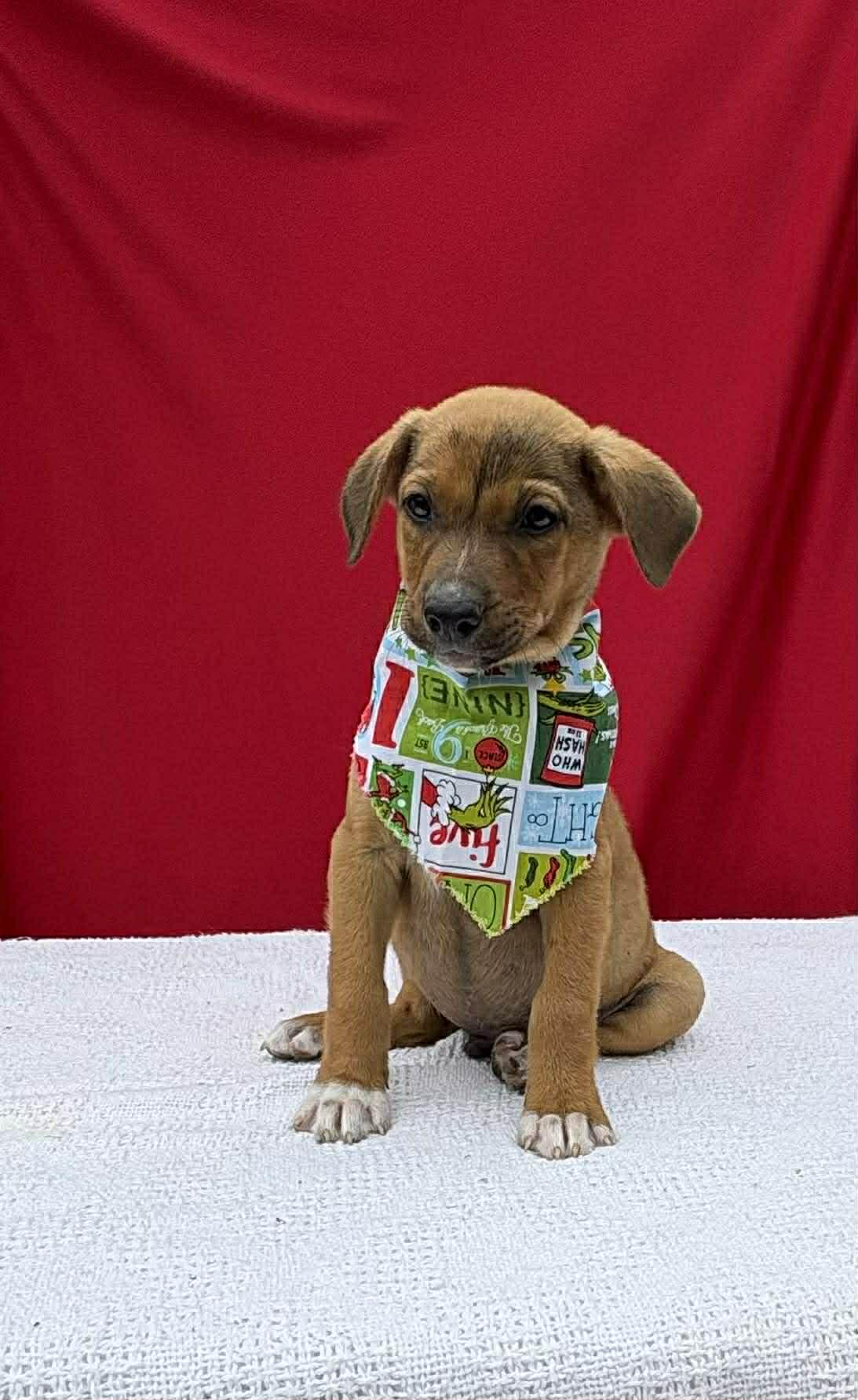 Tyson, ADOPTABLE, Puppy Male Boxer.