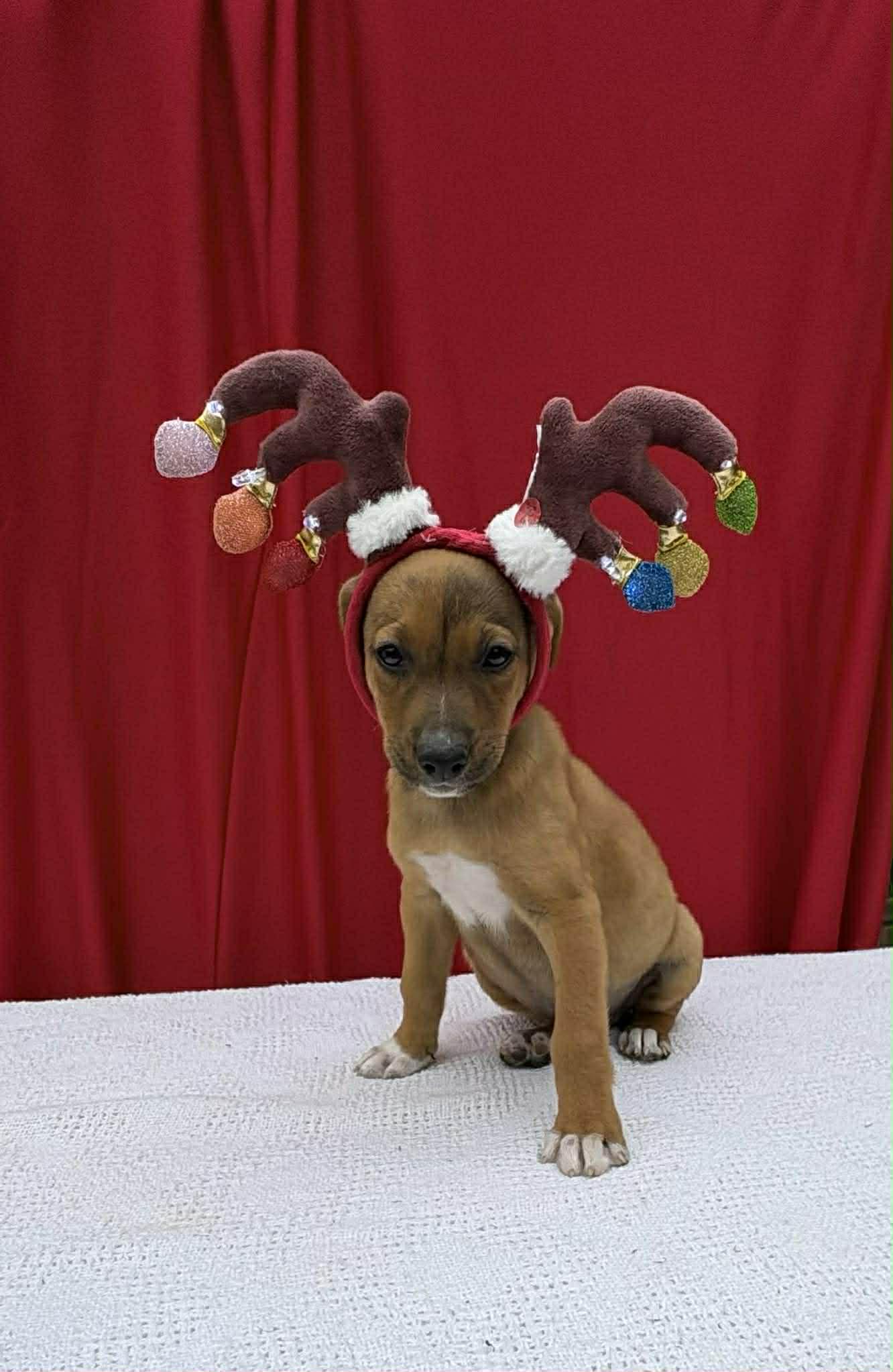 Tyson, a ADOPTABLE mixed breed in Annandale, VA image 3/3