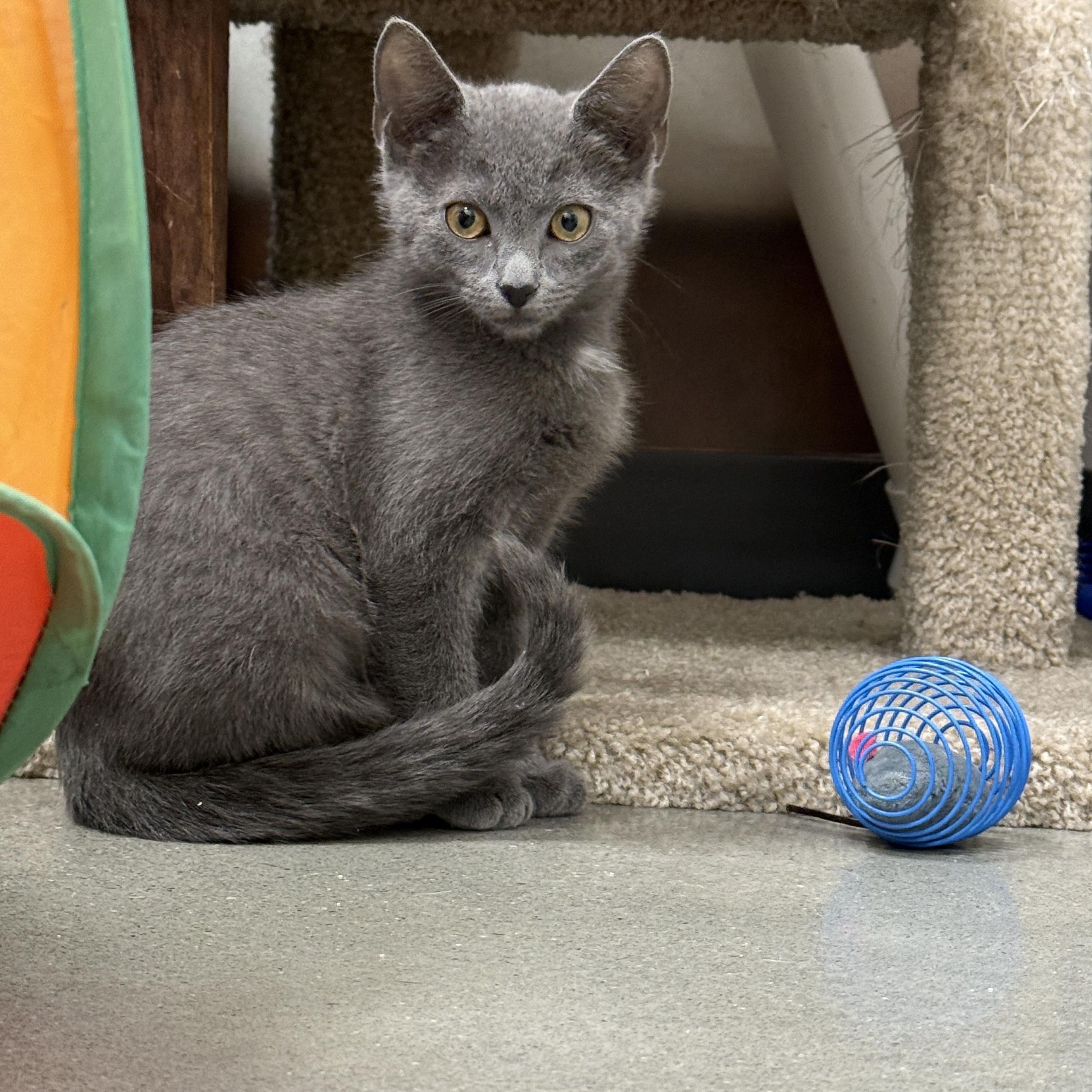 Enlarge Michael Cratchit, a ADOPTABLE Domestic Short Hair in Apex, NC image 1/5