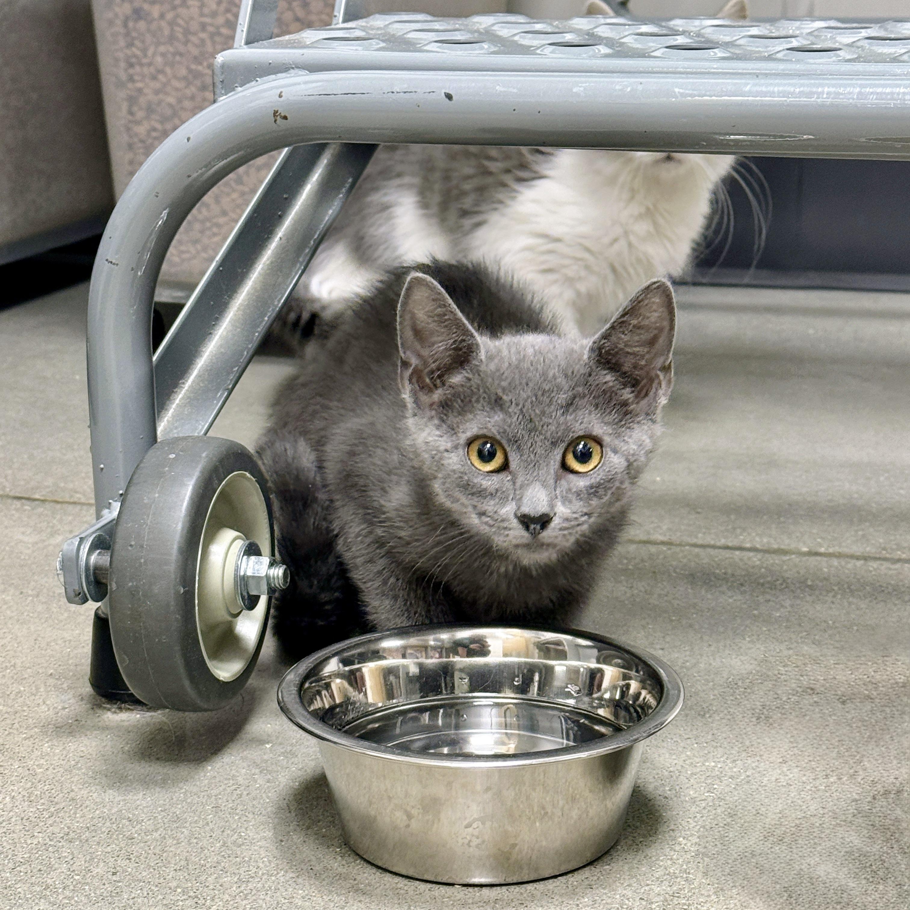 Enlarge Michael Cratchit, a ADOPTABLE Domestic Short Hair in Apex, NC image 2/5