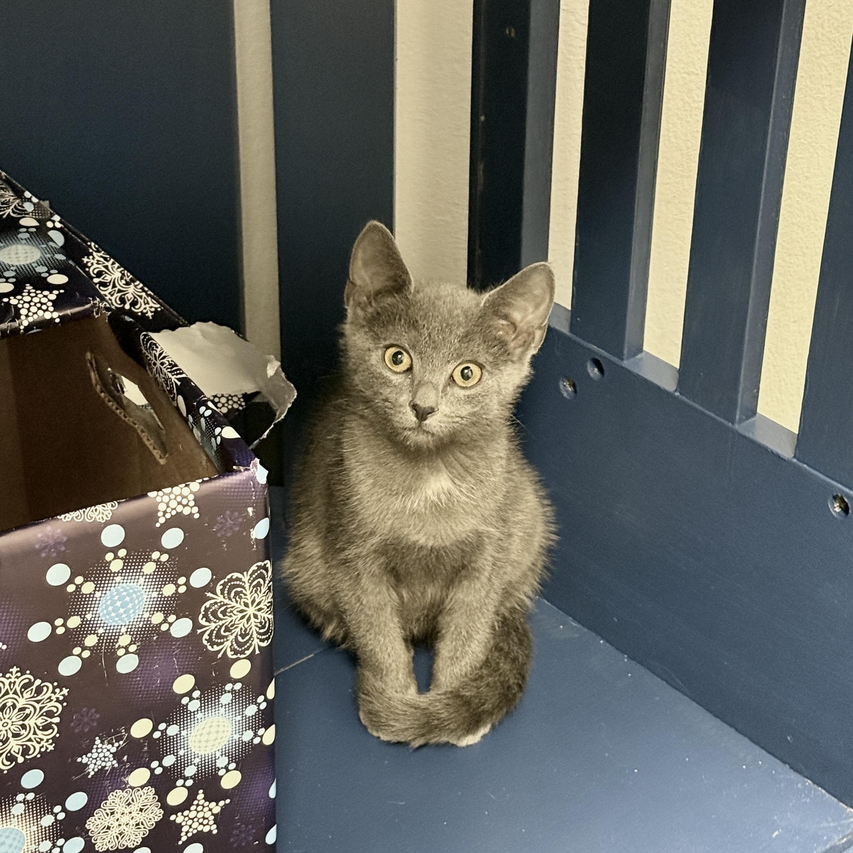 Enlarge Michael Cratchit, a ADOPTABLE Domestic Short Hair in Apex, NC image 3/5
