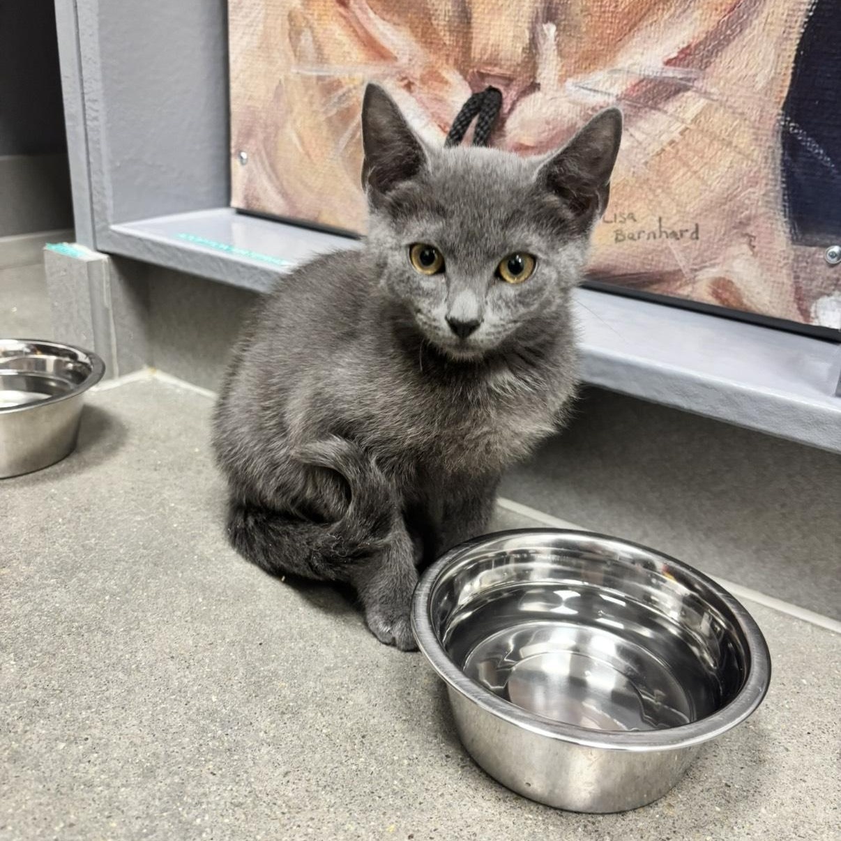 Enlarge Michael Cratchit, a ADOPTABLE Domestic Short Hair in Apex, NC image 4/5