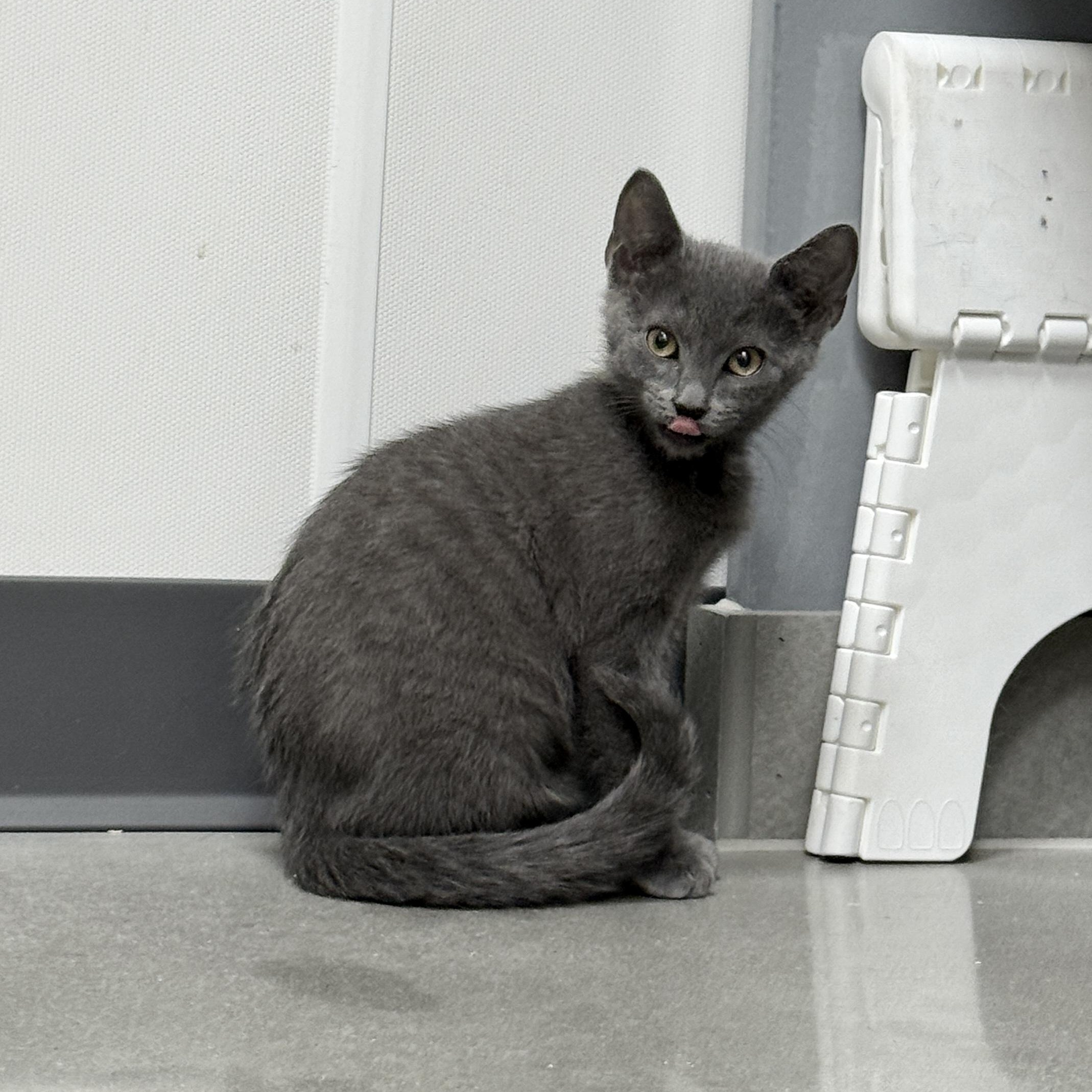 Enlarge Michael Cratchit, a ADOPTABLE Domestic Short Hair in Apex, NC image 5/5