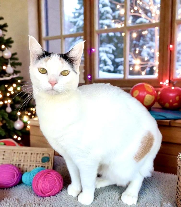 Enlarge Ginger , a Adoptable Domestic Short Hair in Perry, IA image 5/5