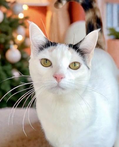 Enlarge Ginger , a Adoptable Domestic Short Hair in Perry, IA image 1/5