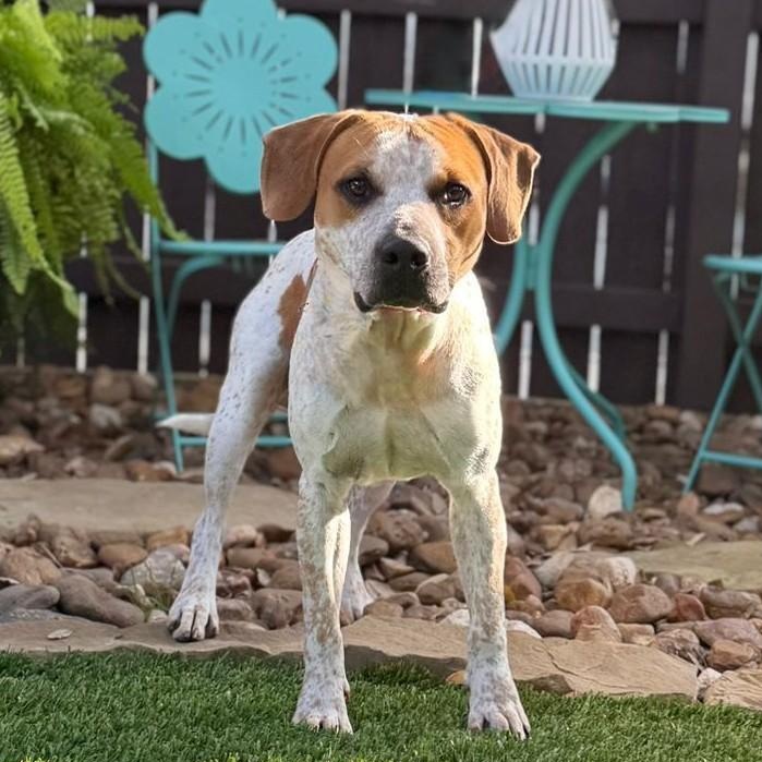 Freckles, a ADOPTABLE mixed breed in Southport, CT image 3/6