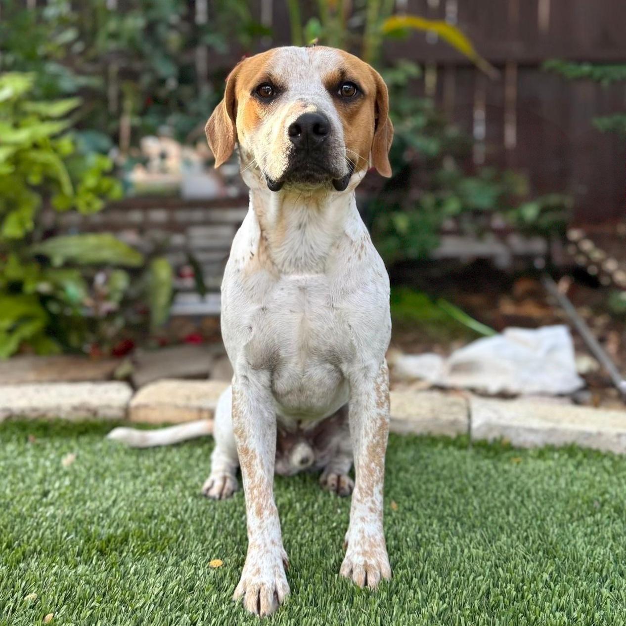 Freckles, a ADOPTABLE mixed breed in Southport, CT image 2/6