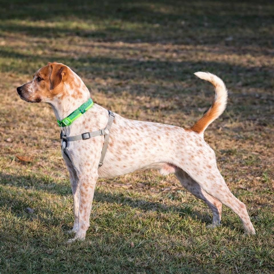 Freckles, ADOPTABLE, Young Male Coonhound & Foxhound.