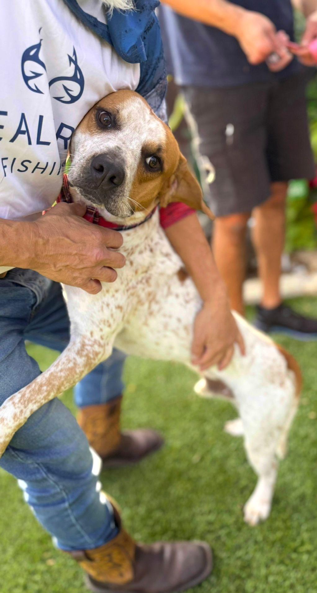 Freckles, a ADOPTABLE mixed breed in Southport, CT image 6/6