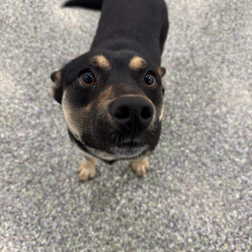 Beans, Adoptable, Young Male Cattle Dog & Mixed Breed.