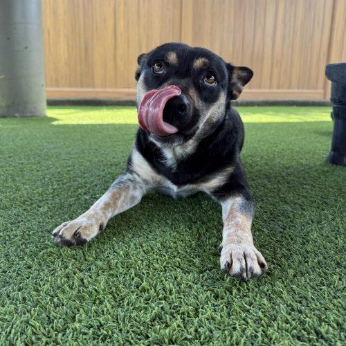 Beans, a Adoptable mixed breed in Vancouver, WA image 2/4