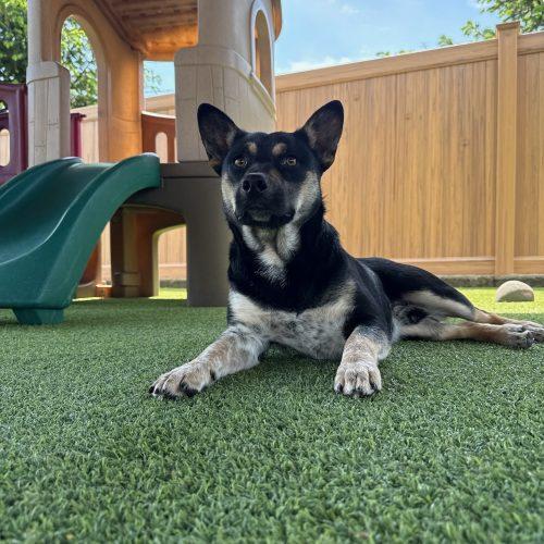 Beans, a Adoptable mixed breed in Vancouver, WA image 3/4