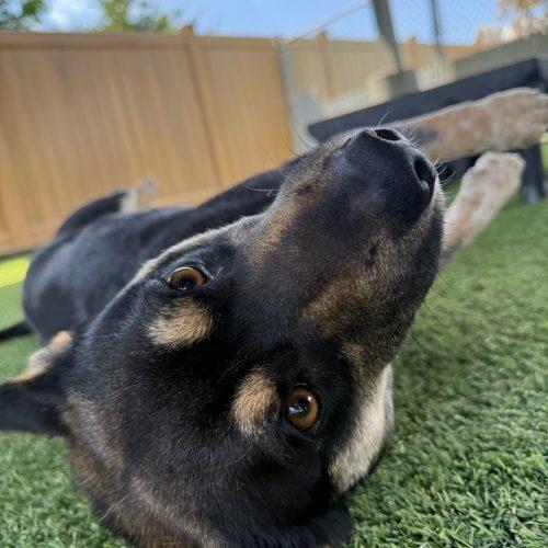 Beans, a Adoptable mixed breed in Vancouver, WA image 4/4