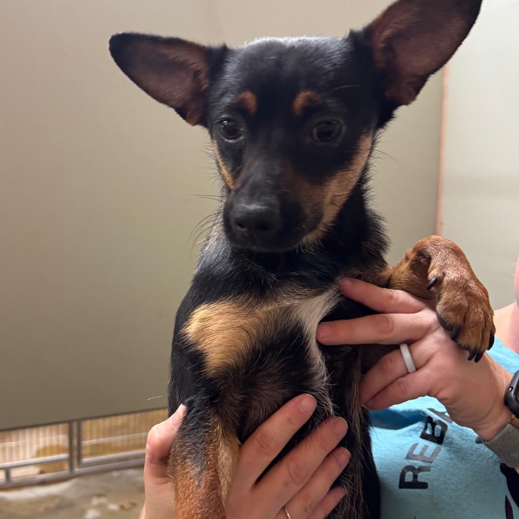 Rocket, a Adoptable mixed breed in Amarillo, TX image 1/6