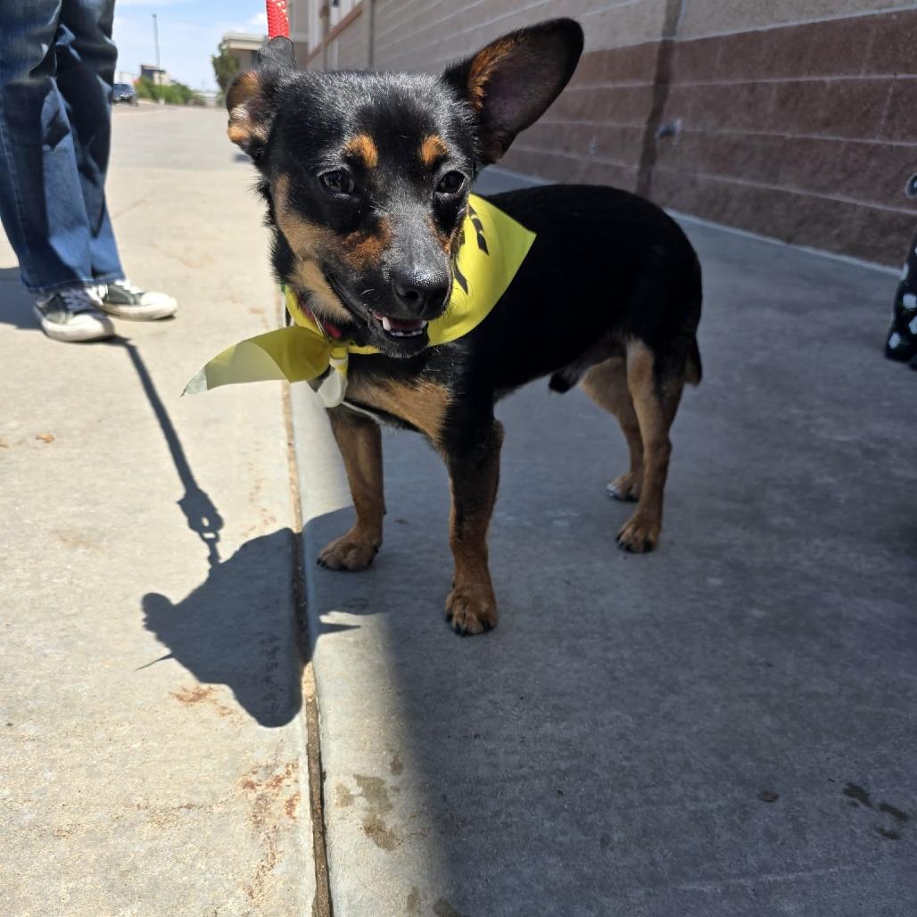 Rocket, a Adoptable mixed breed in Amarillo, TX image 2/6