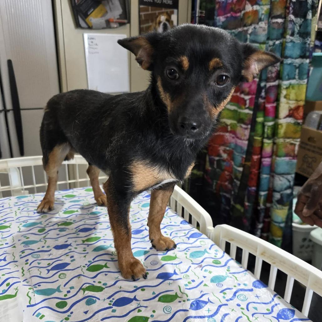 Rocket, a Adoptable mixed breed in Amarillo, TX image 3/6