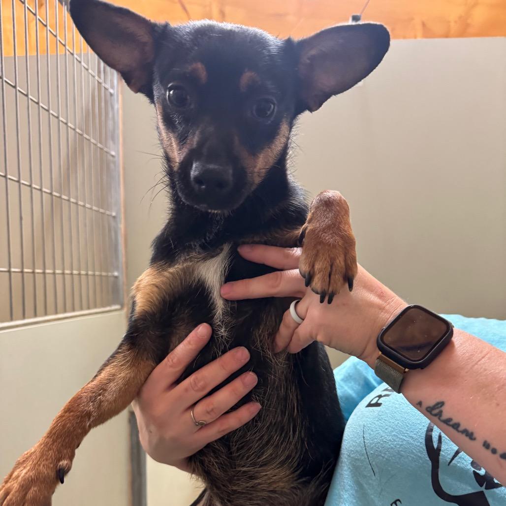 Rocket, a Adoptable mixed breed in Amarillo, TX image 4/6