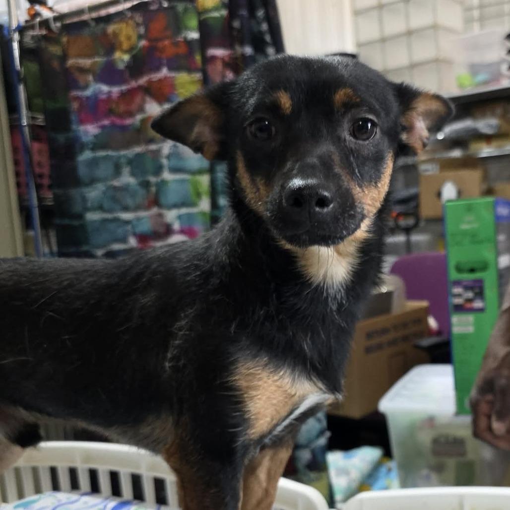 Rocket, a Adoptable mixed breed in Amarillo, TX image 5/6