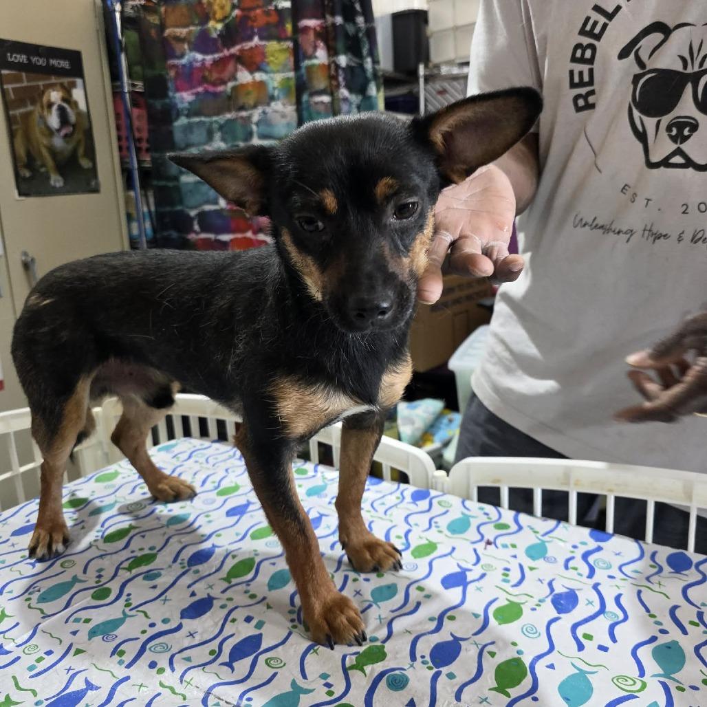 Rocket, a Adoptable mixed breed in Amarillo, TX image 6/6