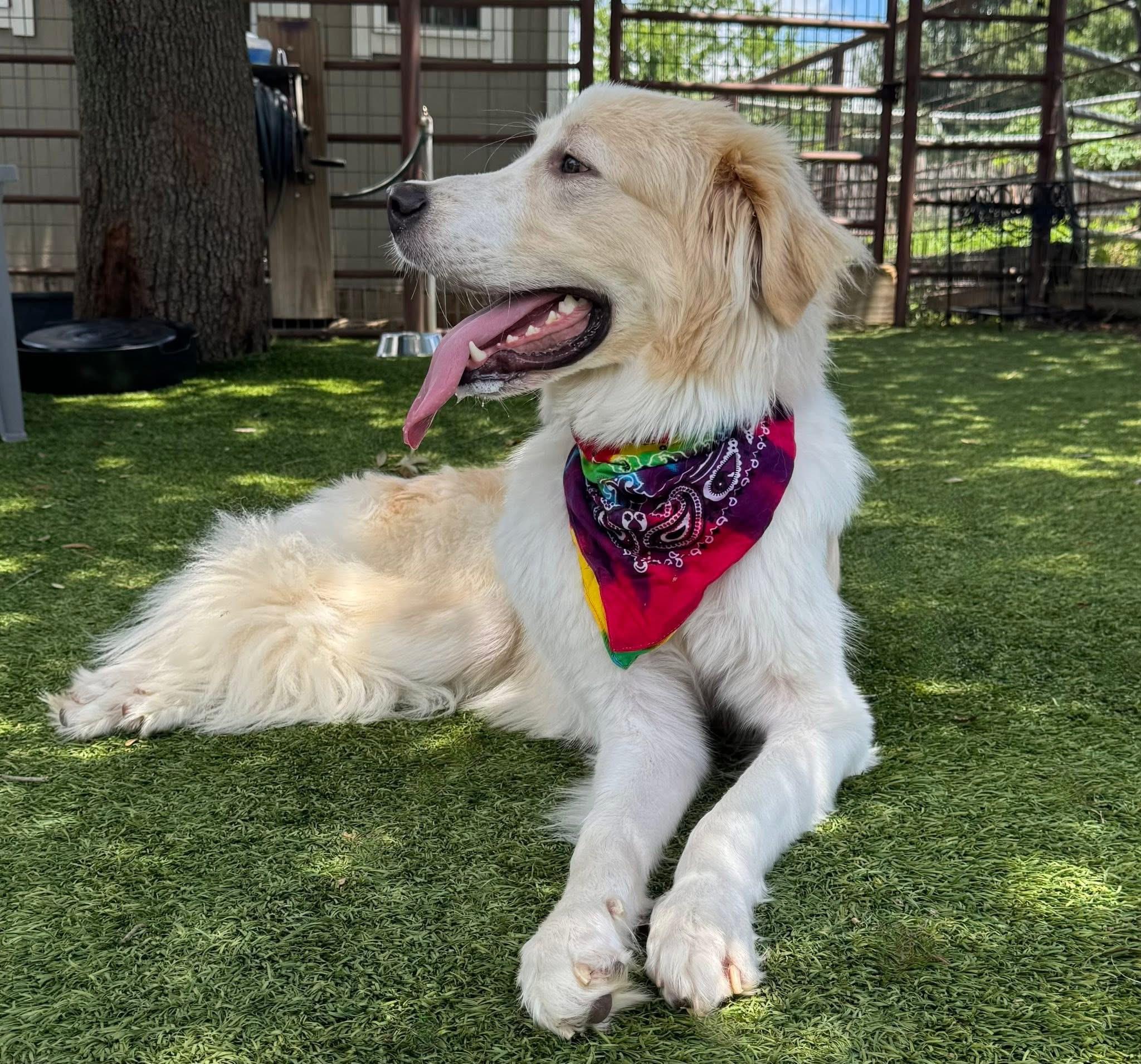Steve, an adopted mixed breed in Keller, TX image 4/6