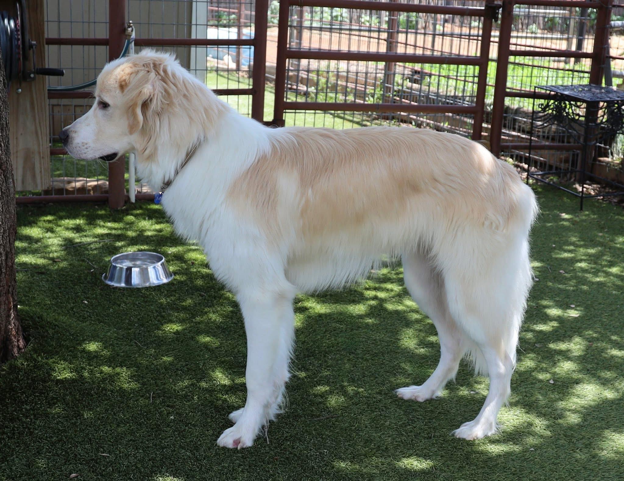 Steve, an adopted mixed breed in Keller, TX image 2/6