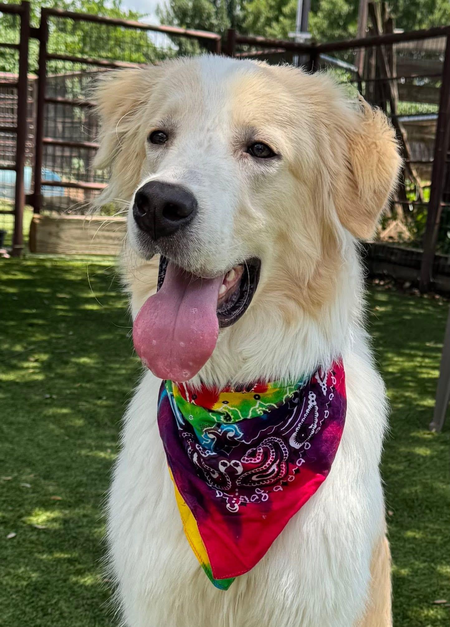 Steve, an adopted mixed breed in Keller, TX image 5/6