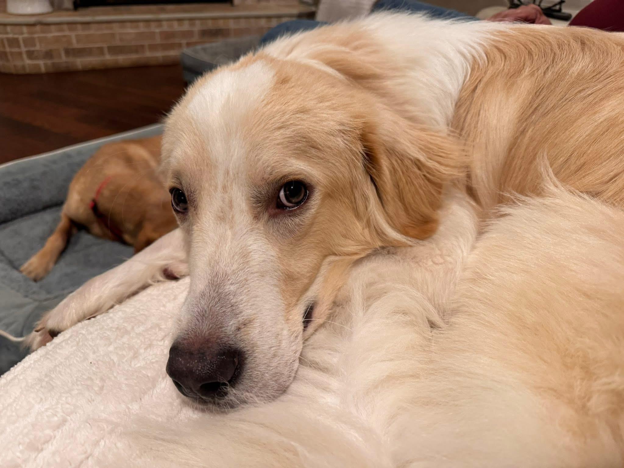 Steve, an adopted mixed breed in Keller, TX image 6/6