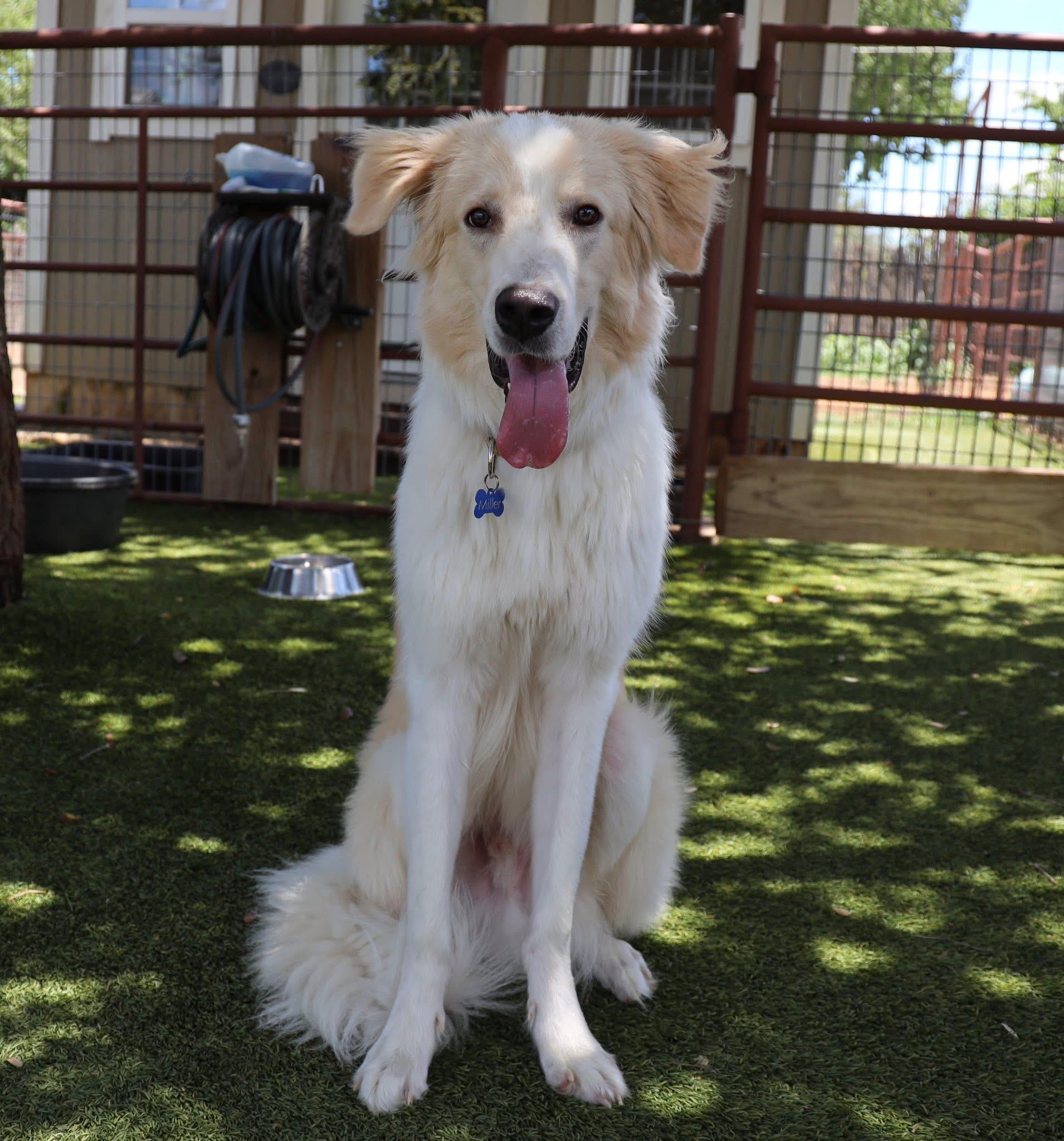 Steve, adopted, Young Male Great Pyrenees.