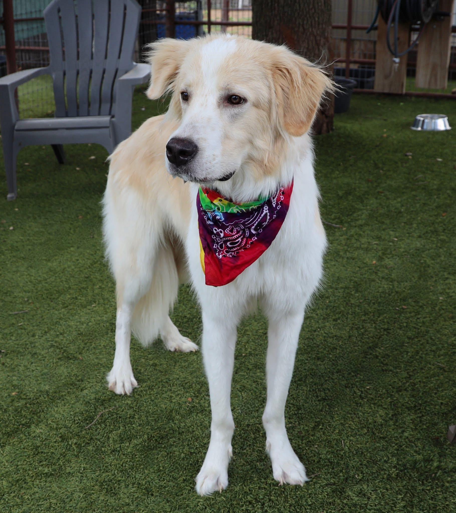 Steve, an adopted mixed breed in Keller, TX image 3/6