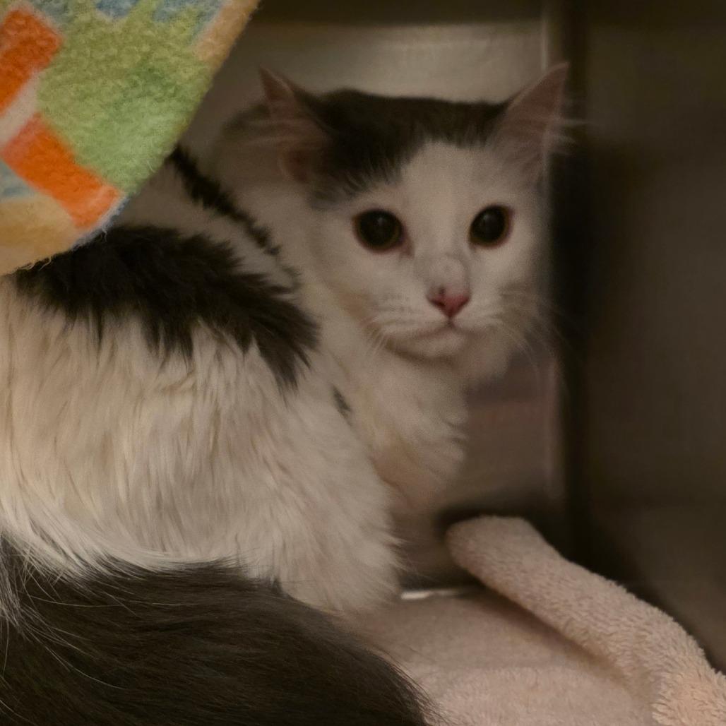 Enlarge Remus, a Adoptable Domestic Medium Hair in Council Bluffs, IA image 1/1