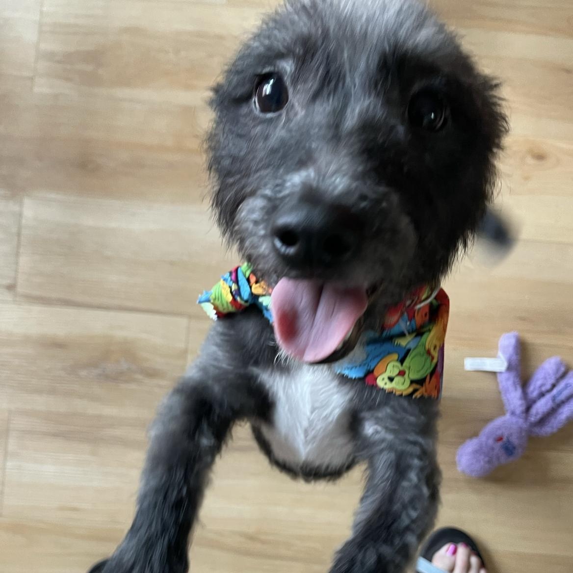 Enlarge Elsie, a Adoptable mixed breed in Rye, NY image 3/4