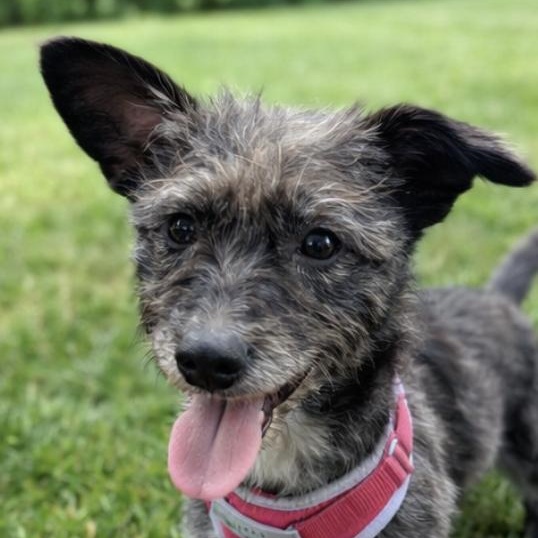 Elsie, Adoptable, Young Female Terrier & Poodle (Toy).