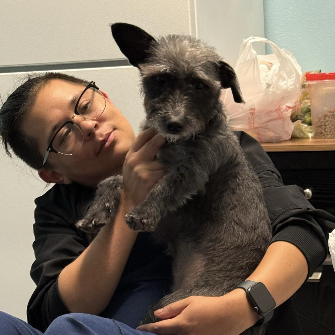 Enlarge Elsie, a Adoptable mixed breed in Rye, NY image 4/4