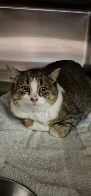 Enlarge OHANA, a Adoptable Domestic Short Hair in London, ON image 1/1