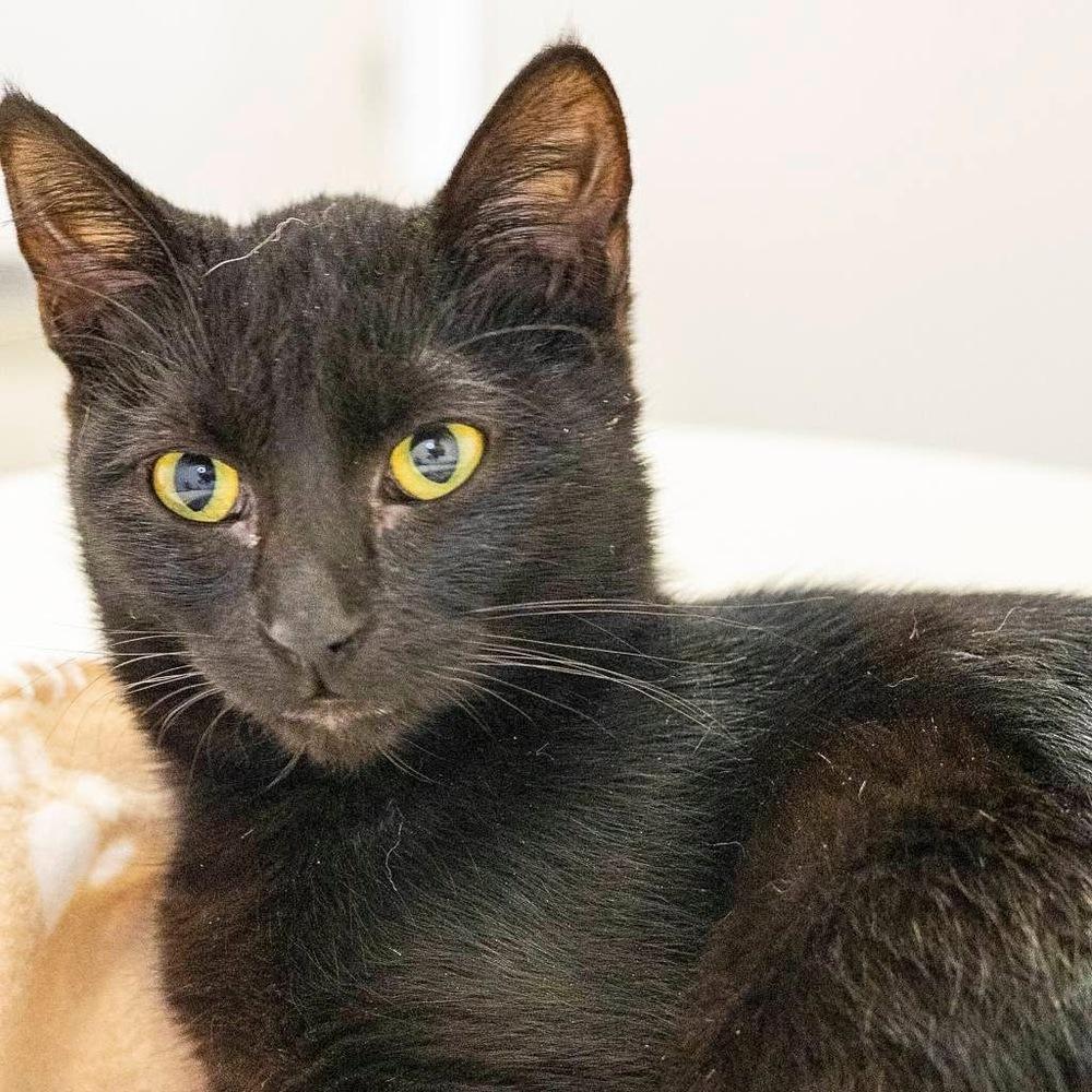 Enlarge **Cat Cafe** Jag, a Adoptable Domestic Short Hair in Topeka, KS image 1/2