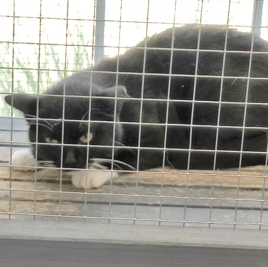 Loony- Working Cat- *ADOPTION FEE SPONSORED*