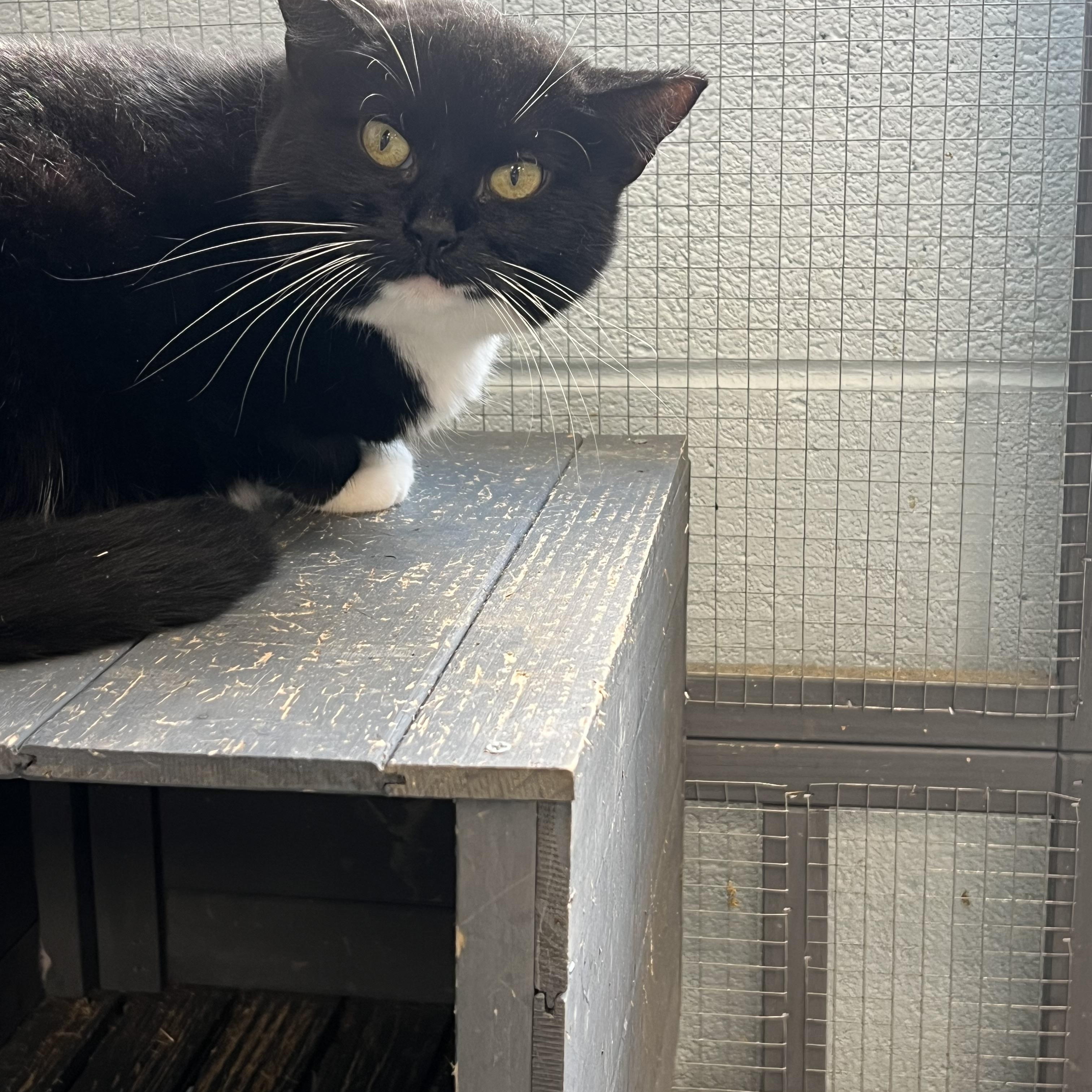 Enlarge Loony- Working Cat- *ADOPTION FEE SPONSORED*, a Adoptable Domestic Short Hair in Berryville, VA image 1/1