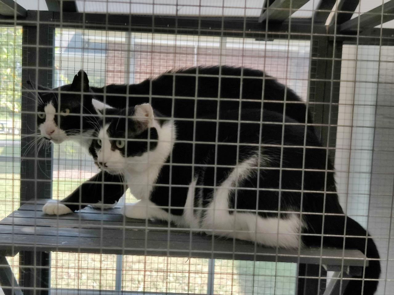 Loony- Working Cat- *ADOPTION FEE SPONSORED*, Adoptable, Adult Female Domestic Short Hair.