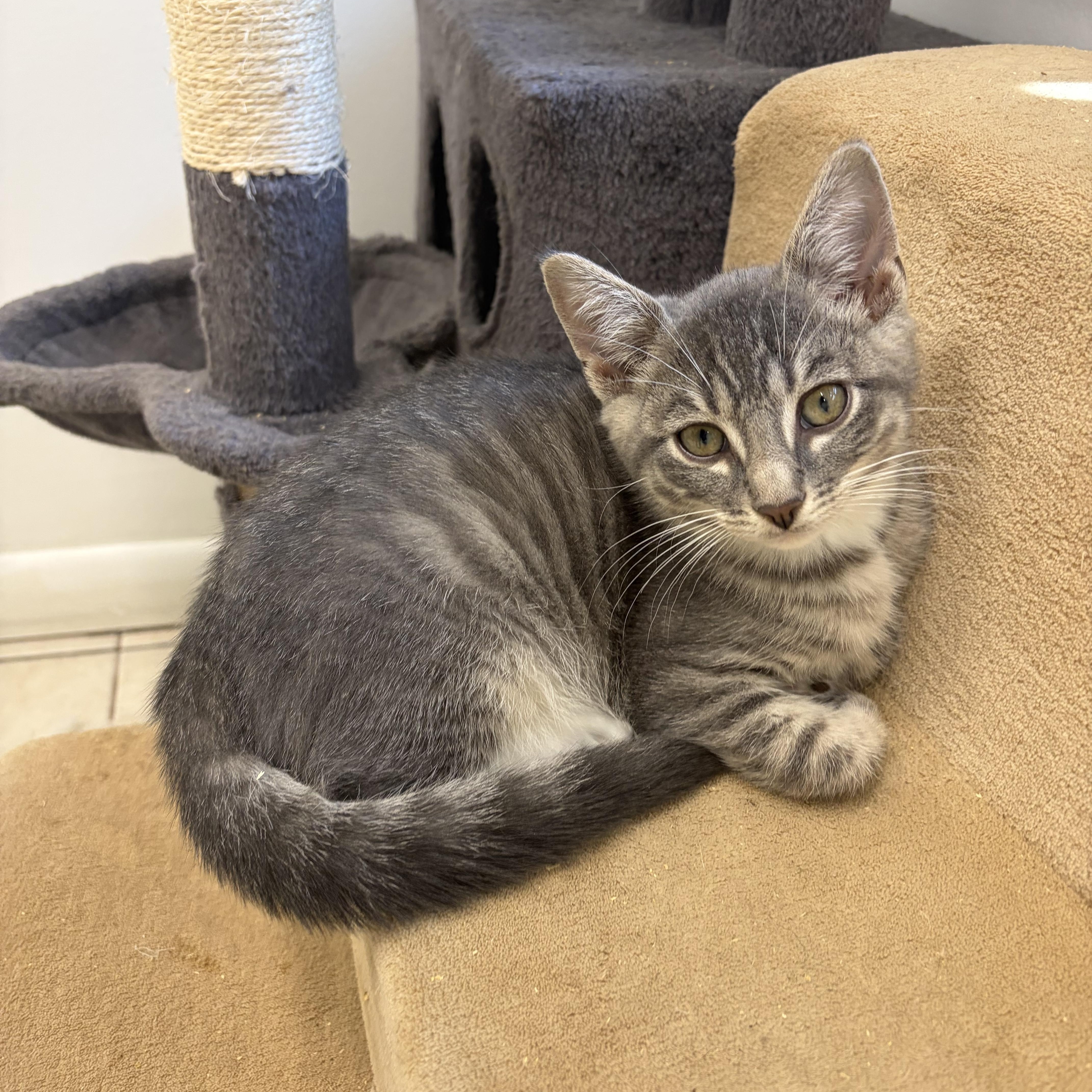 Enlarge Christopher, a Adopted Domestic Short Hair in AQUEBOGUE, NY image 1/1